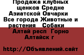 Продажа клубных щенков Средне Азиатской Овчарки - Все города Животные и растения » Собаки   . Алтай респ.,Горно-Алтайск г.